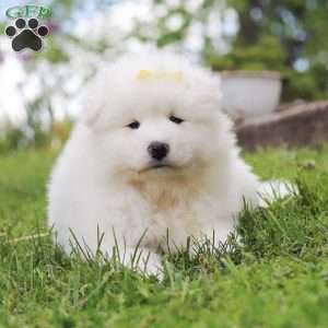 Becky, Samoyed Puppy